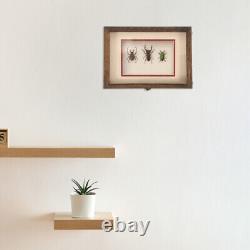 1 Set of Specimen Display Case Wooden Specimen Collection Box Wall Dried Flower