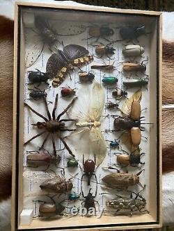 Large Set of 30 plus Insects Taxidermy Frame Display Taxidermy Wooden Box