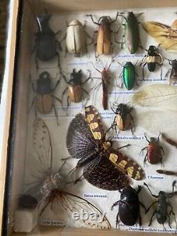 Large Set of 30 plus Insects Taxidermy Frame Display Taxidermy Wooden Box