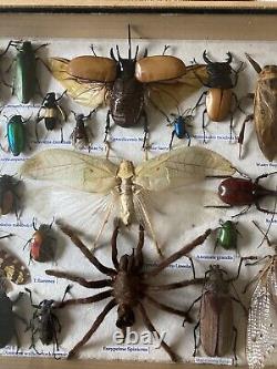 Large Set of 30 plus Insects Taxidermy Frame Display Taxidermy Wooden Box