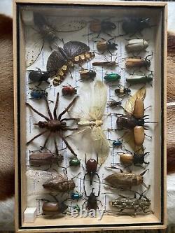 Large Set of 30 plus Insects Taxidermy Frame Display Taxidermy Wooden Box