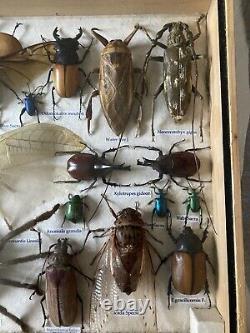 Large Set of 30 plus Insects Taxidermy Frame Display Taxidermy Wooden Box